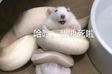 沙滩排球女神的假期__沙滩排球女孩生日