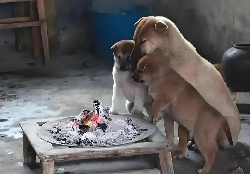 _腾讯有哪些明星入职_腾讯娱乐公司艺人