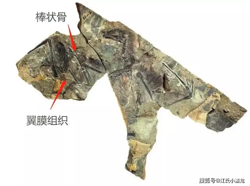 蝙蝠恐龙世界__蝙蝠侠棘龙