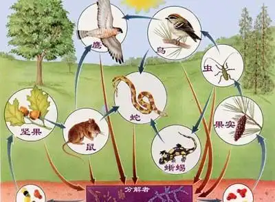 _松林有什么_松林怎么样