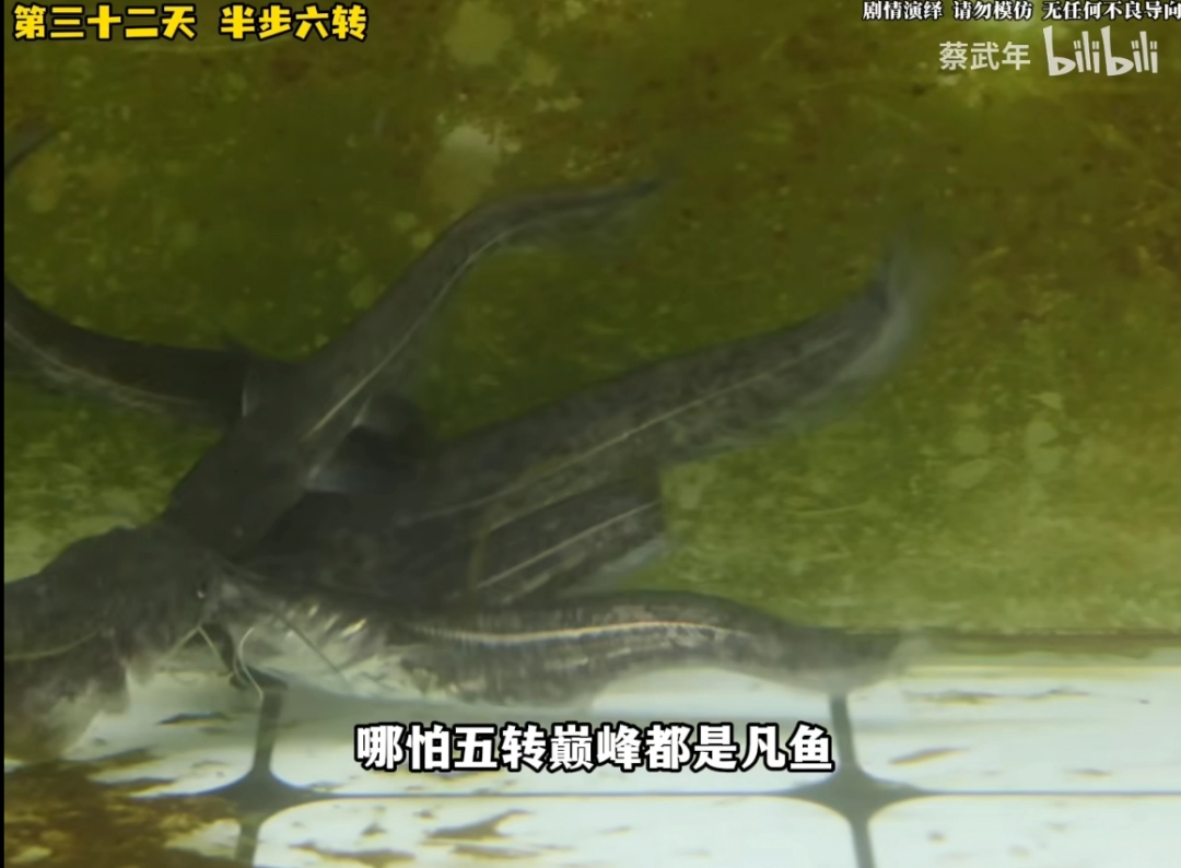驳脚差佬里面的角色_做水产鱼缸_