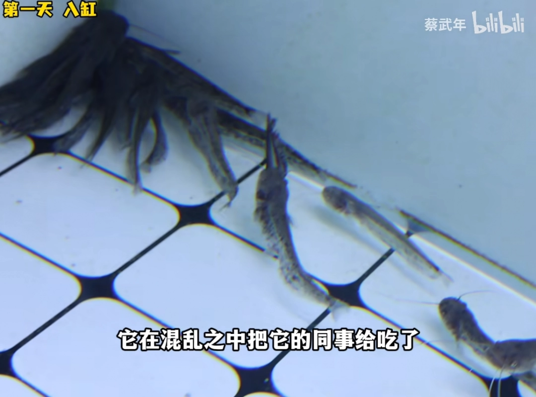_做水产鱼缸_驳脚差佬里面的角色