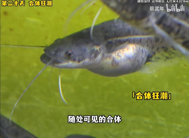 驳脚差佬里面的角色_做水产鱼缸_