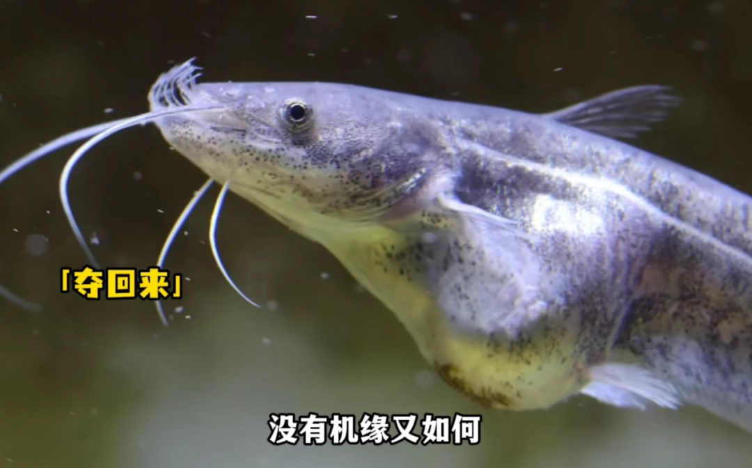 _做水产鱼缸_驳脚差佬里面的角色