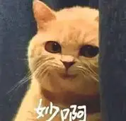 真气拳是物攻还是特攻__真气拳好用吗