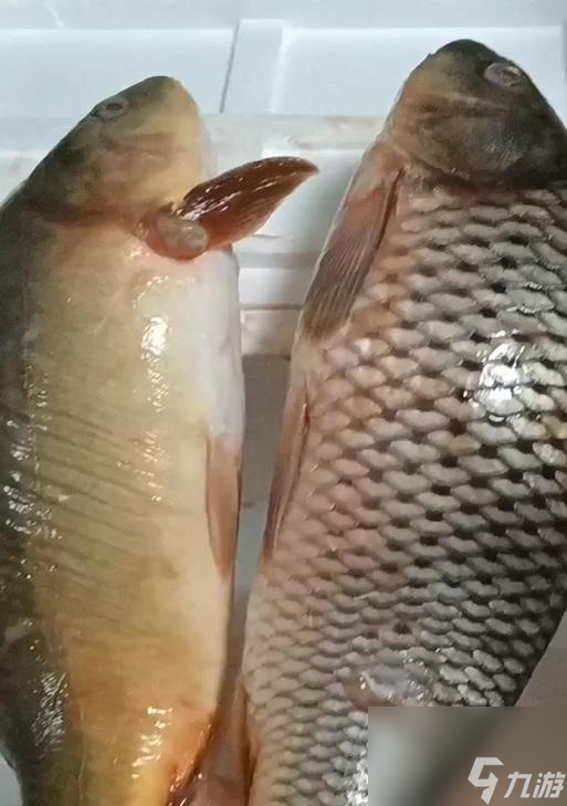 想在魔兽世界高效钓冬鱿鱼？准备工具与选对钓点缺一不可