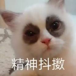 炒老板鱿鱼的表情包__炒老板鱿鱼什么意思