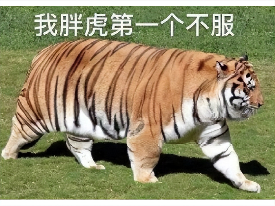 《天龙八部》带你穿越回MMO黄金时代！老玩家泪目：这才是青春_《天龙八部》带你穿越回MMO黄金时代！老玩家泪目：这才是青春_
