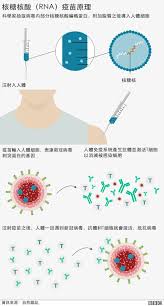 新冠抗体能在人体内存在4个月？这一说法究竟是真是假