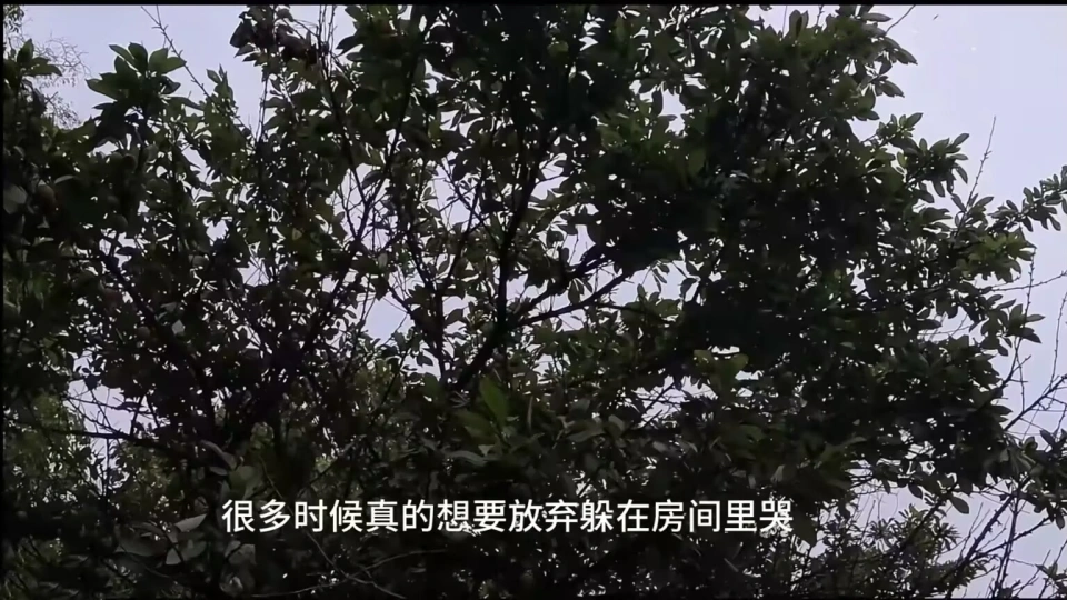 LPL年度最惨上单：巅峰期嘲讽TheShy，新赛季被背刺失业回农村__LPL年度最惨上单：巅峰期嘲讽TheShy，新赛季被背刺失业回农村