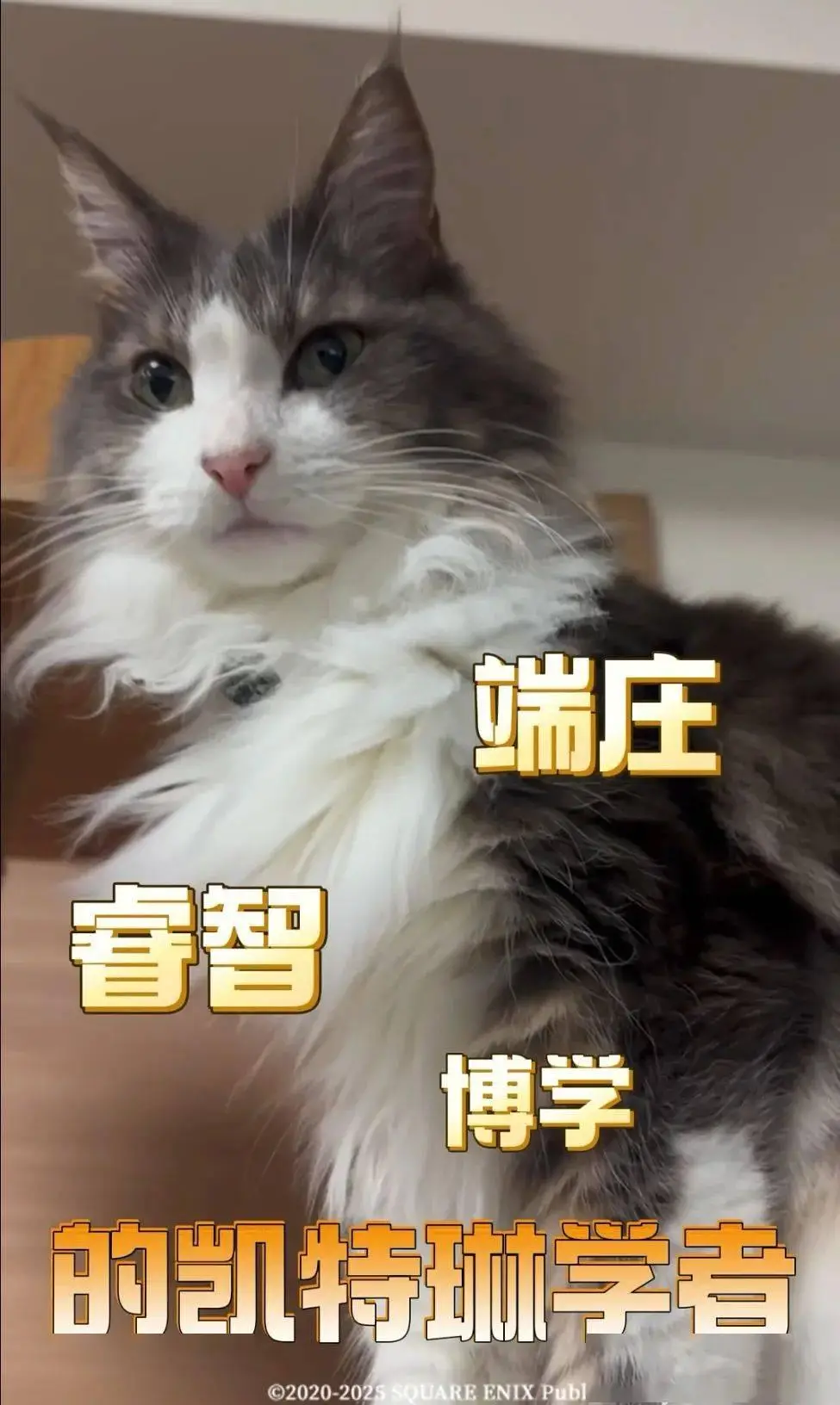 歧路旅人大陆的霸者：帕特提欧与莱拉官宣，果然要搞事，6月稳了_歧路旅人大陆的霸者：帕特提欧与莱拉官宣，果然要搞事，6月稳了_