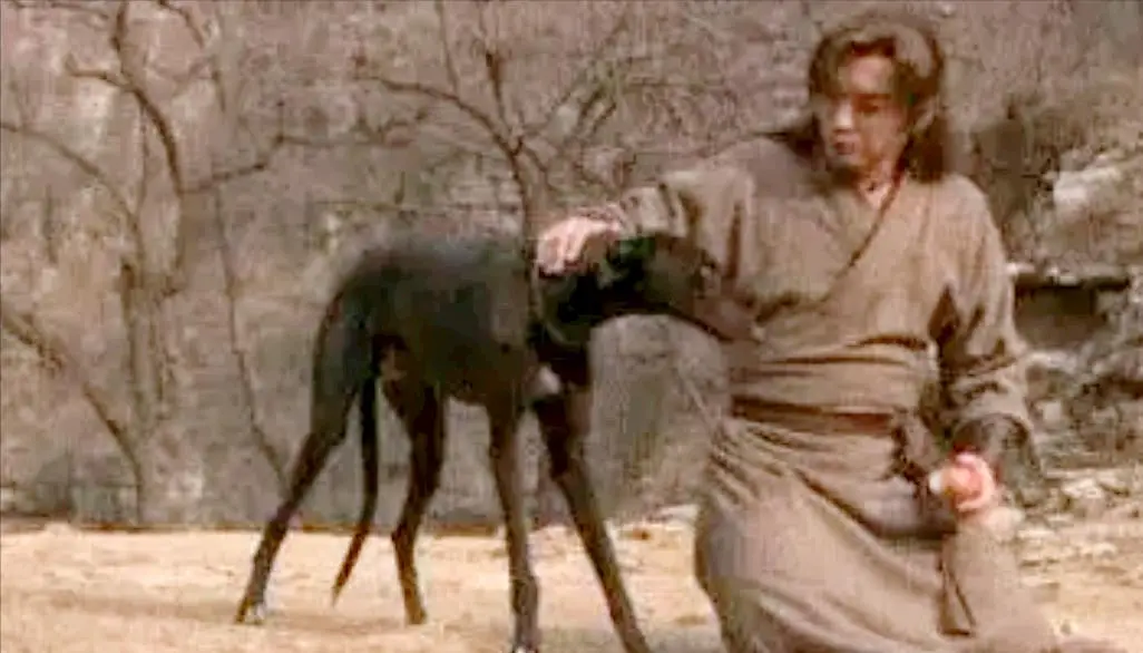动画片里哮天犬从威武聪慧变呆萌可爱？这些改变你知道吗