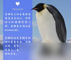 企鹅滑行__企鹅是光滑的还是毛的